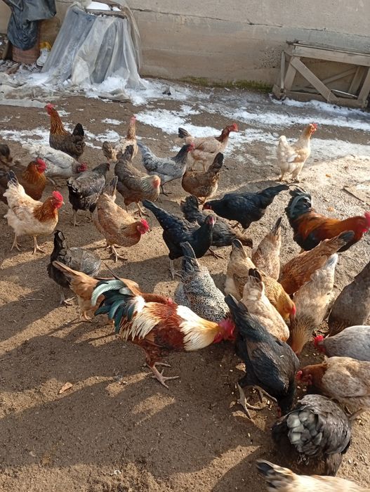 Домашний тауық сатылады