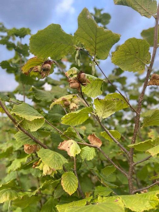 Vând alune de pădure bio din plantație proprie
