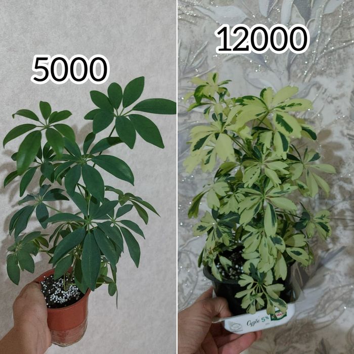 Цветы **р а з н ы е **цветы