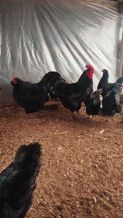 Австралорп черный