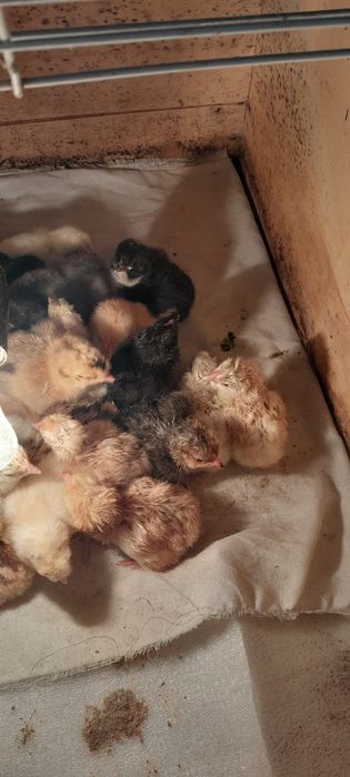 Цыплята суточные .