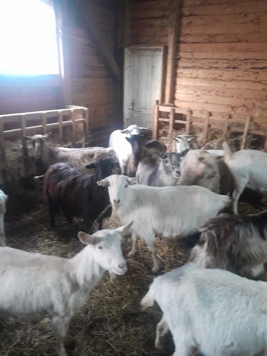 Vind capre szanen și autohtone