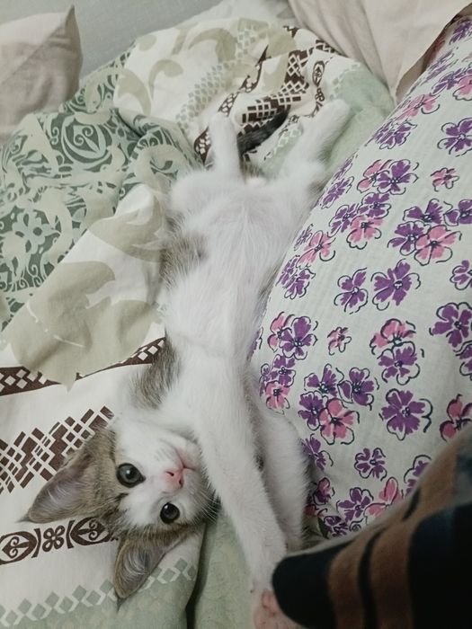 Отдам домашнего котенка мальчик.