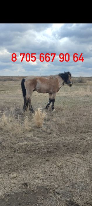 Жеребец рабочий.