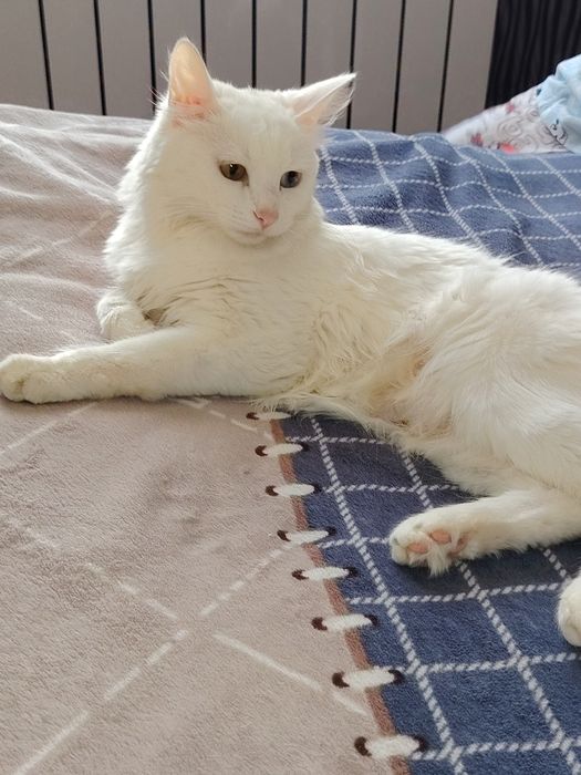 Mushuk sotiladi Turetskiy angora