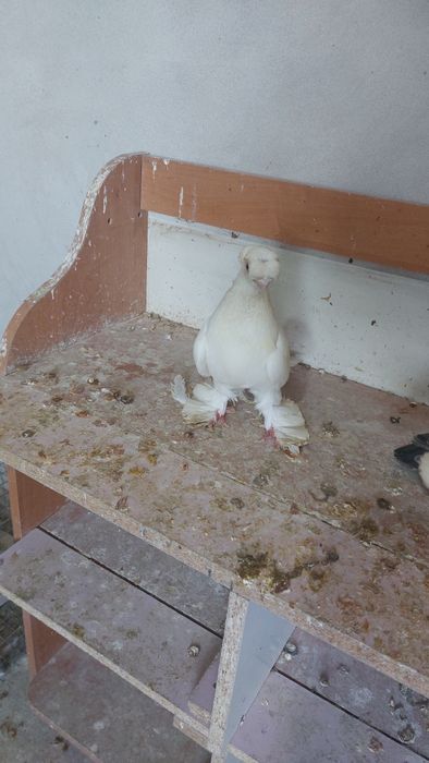 Голуби белый двухчубый самец кептер