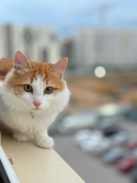 Отдам кота в добрые руки