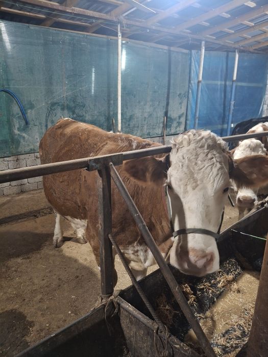 Сигир сотилади сментал