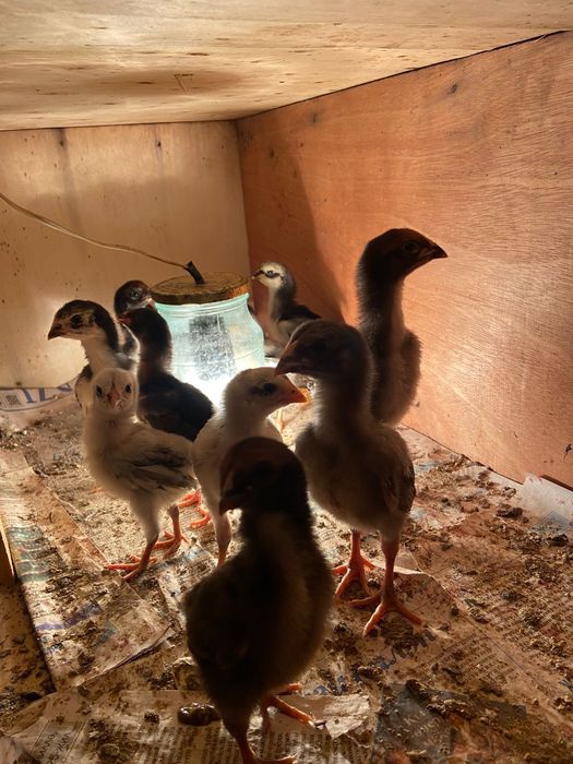 Продам цыплят даканы