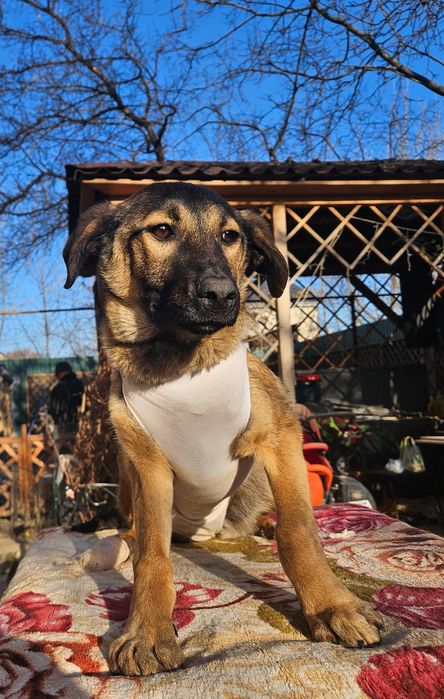 Щенки в добрые руки