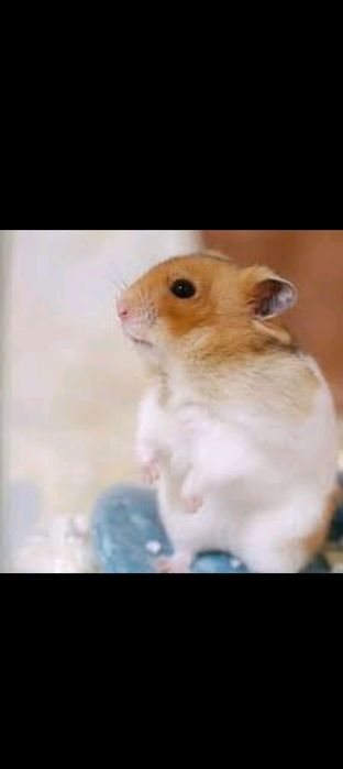 Xamyak sotiladi tozasi aqli oʻyinqaroq 2tasi 100 000mmin