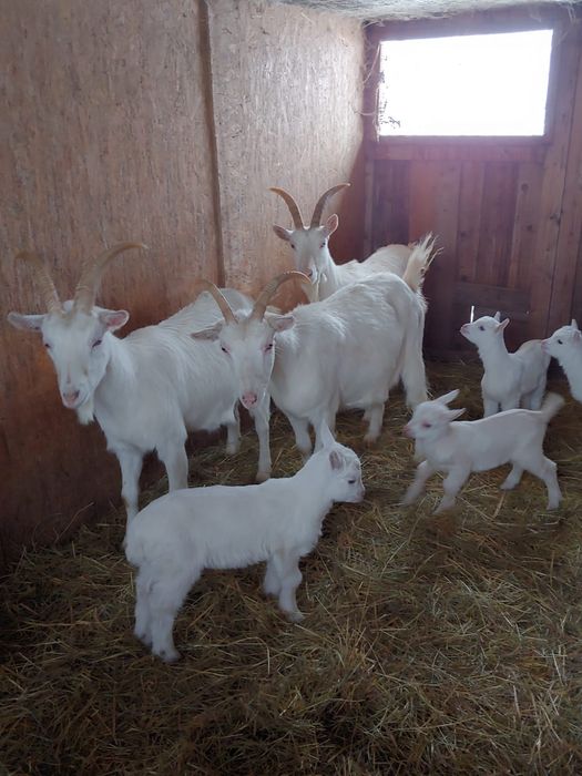 Capre saanen cu pedigree