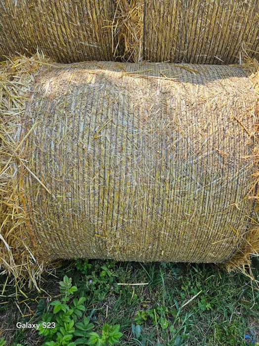 Бали от ечемяна слама реколта 2025г.