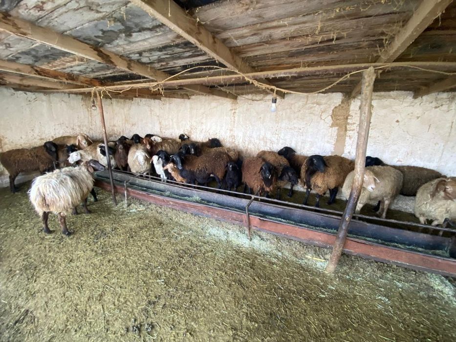 Продам откормленных Овец