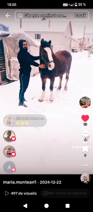 Iapă de vânzare cuminte și ascultătoare merge la căruță trage foarte b