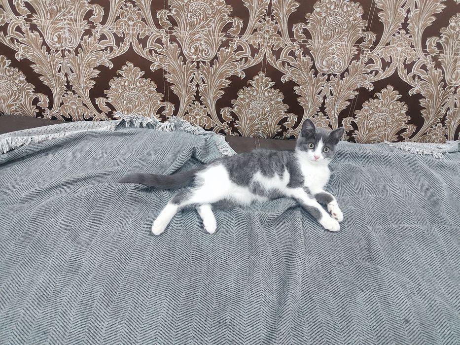 Отдаем котенка мальчик.