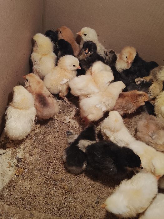 Цыплята брама...