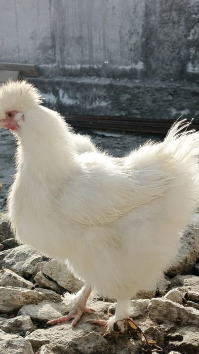 Yapon horozlari sotiladi