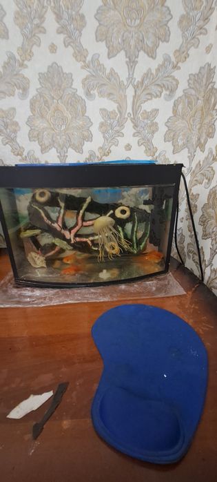 Балик,лар сотилсди скайлер