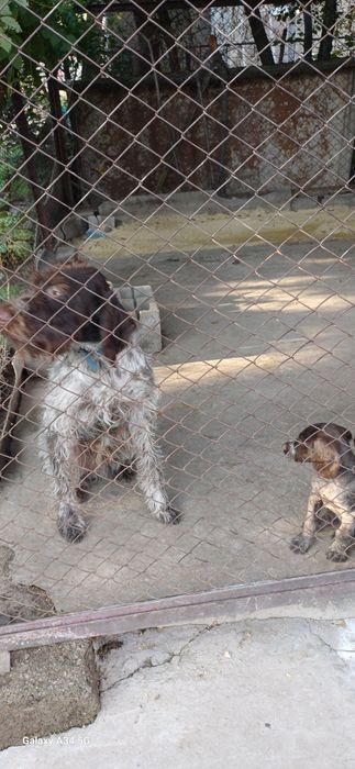 Дратхар шенки 2 аилық