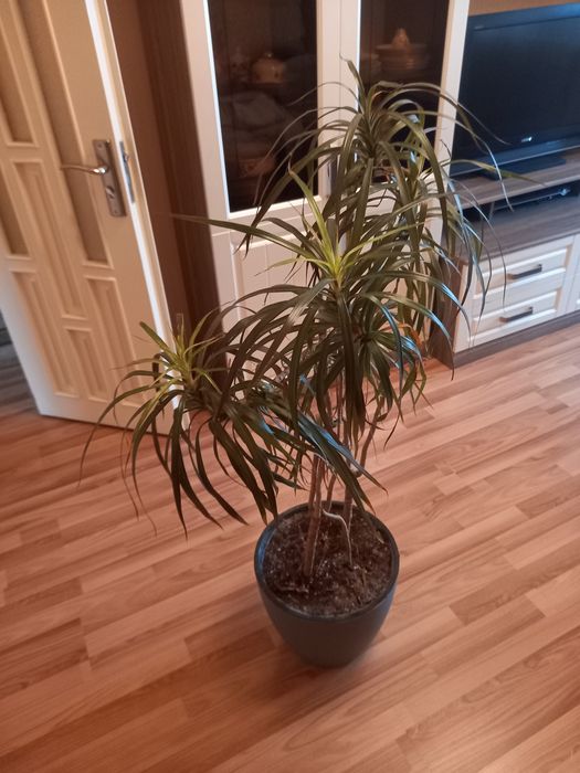 Домашнее  комнатной  растение