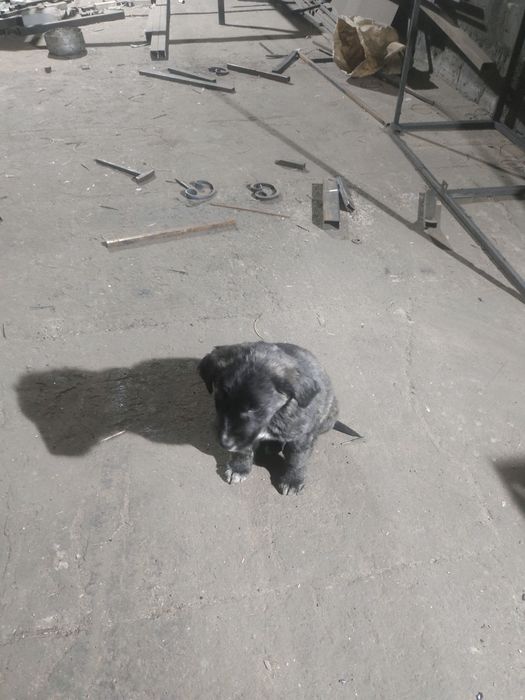 Продам щенков Алабая и Төбөт