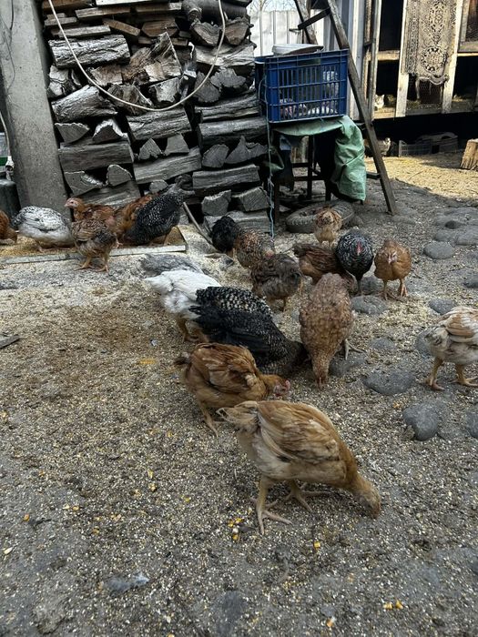 Vând puișori de țară au 8 săptămâni