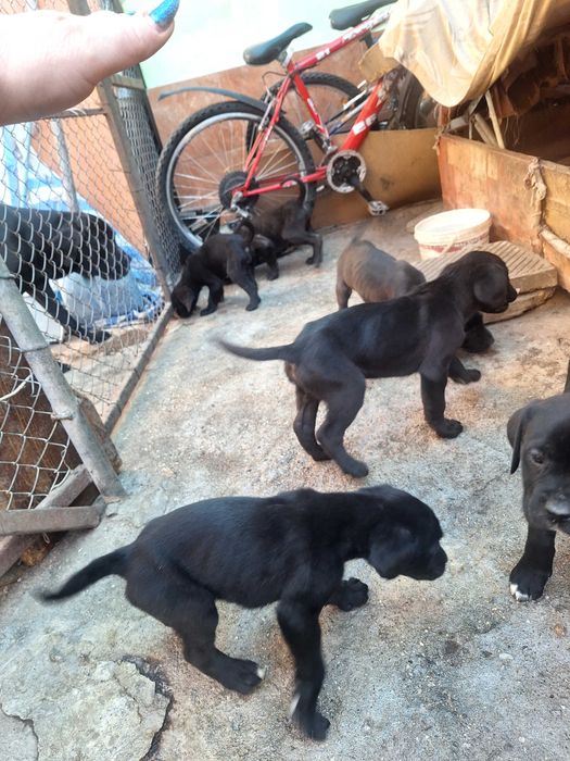 Продавам Кане Корсо