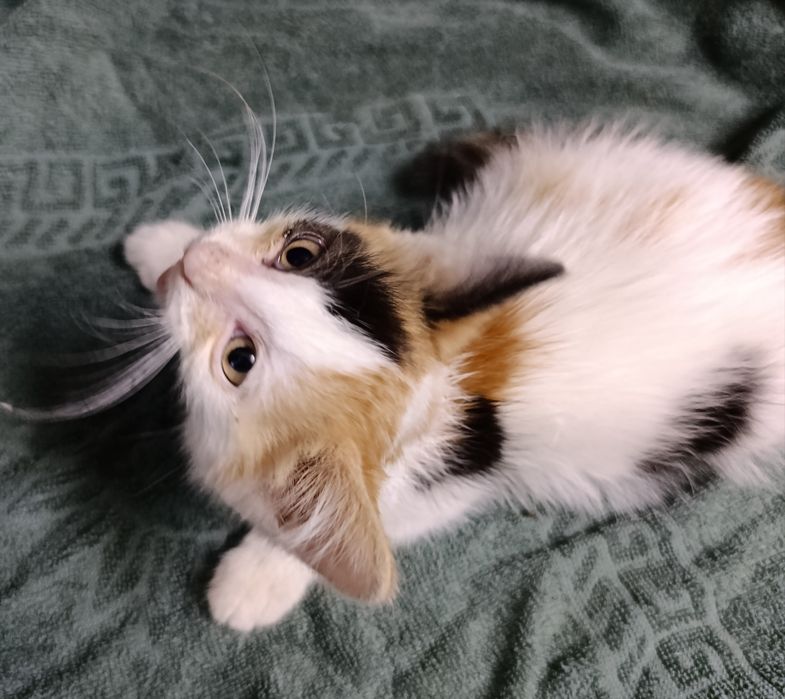 Отдам в добрые руки котят