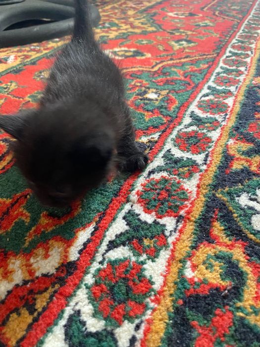 Отдам котят в хорошие руки