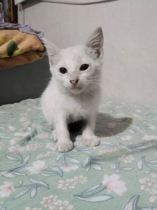 Отдадим котят в хорошие руки!!!