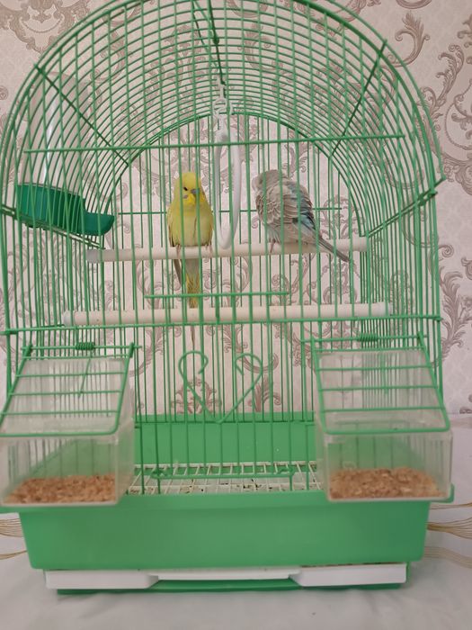 Попугай с клеткой