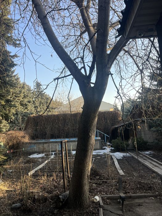 Продам ореховое дерево