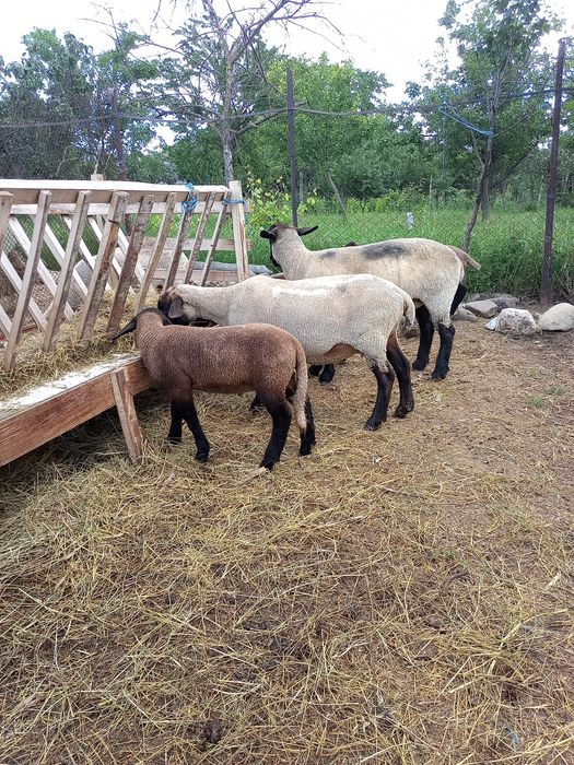 Vând lot de oi suffolk cu miei