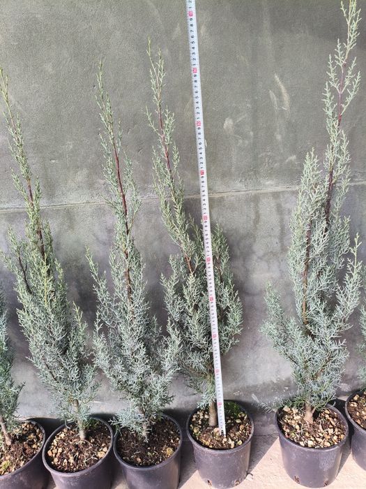 Арча Аризонская кепарис сотилади