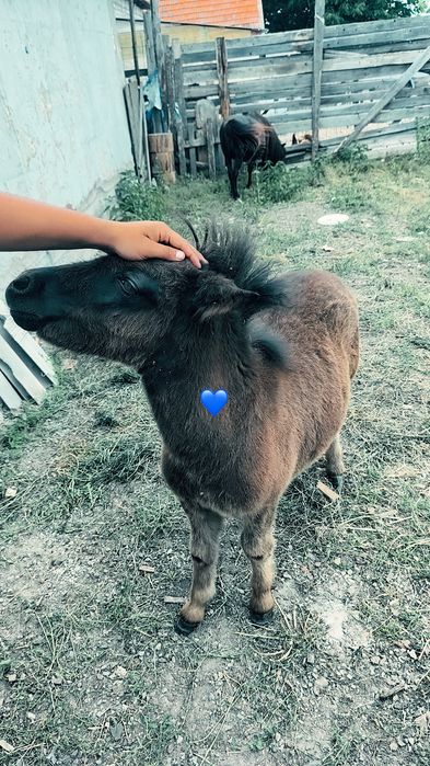 Vând o iapa de ponei  cu mânz  de 3 luni