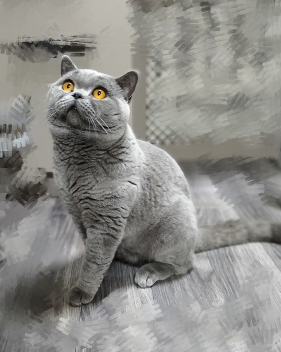 Британский голубой кот. 2года