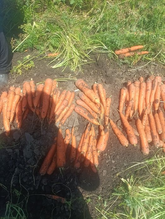 Legume ceapa morcov cartofi ceapa de apa