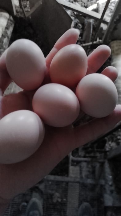Oua găină 50.bani bucata