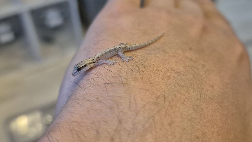 Mourning Gecko ( Lugubris )