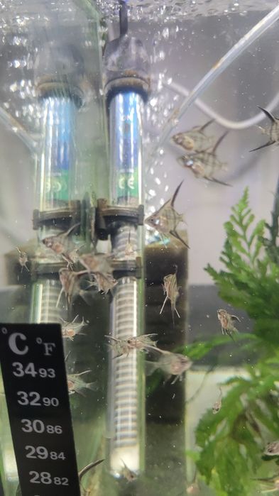 Rio Nanay Angelfish малки