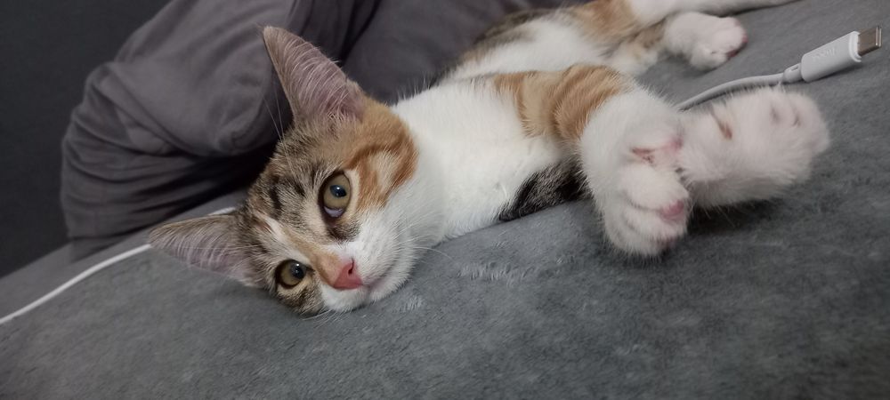 Отдам котят в добрые руки