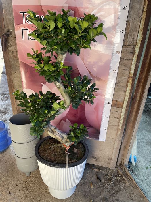 Комнатные растения оптом и в розницу