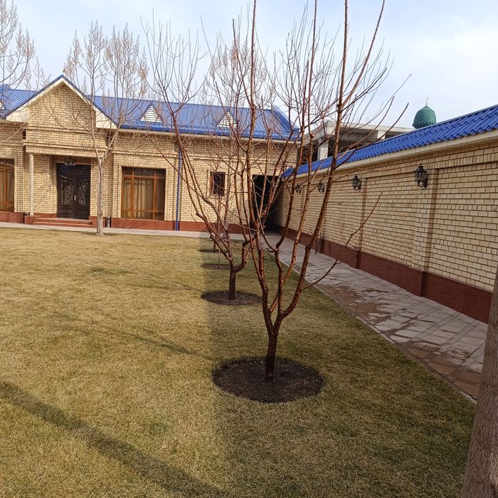 Ko'chatlar sotiladi mevali