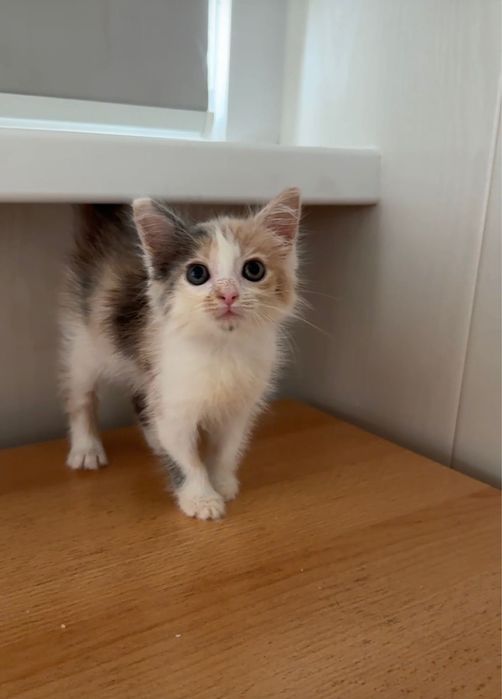 Котенок девочка ищет дом