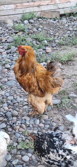 Brama hoʻroz qoni tozza