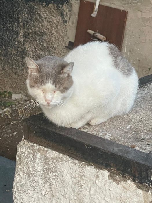 Котики в доьрые руки!