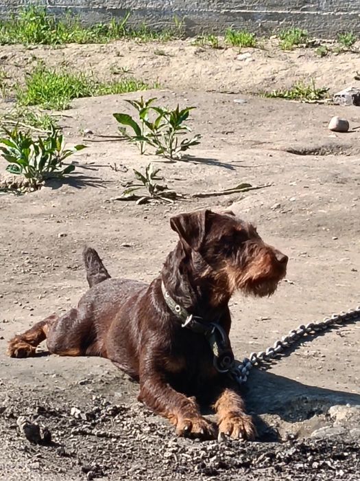 Ягдтерер ургашы коныр