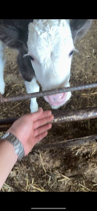 buzoq (sut emdi) sotiladi