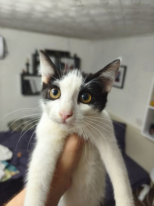 Отдам котят в хорошие руки